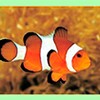 Clownfish for Skype 5.06 for Windows Icon